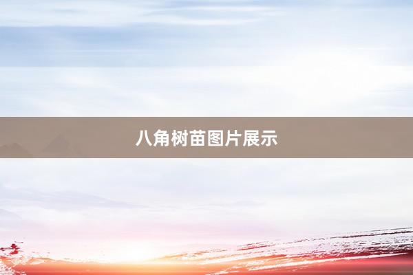 八角树苗图片展示